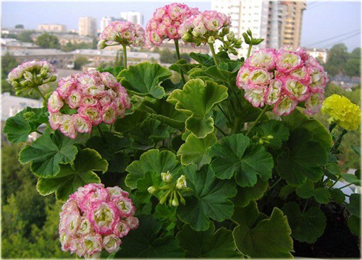 Ungarisk appleblossom пеларгония фото