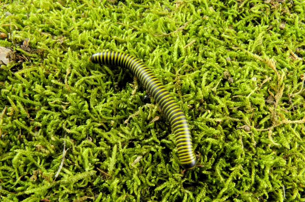 Anadenobolus monilicornis krocionogi wije wij