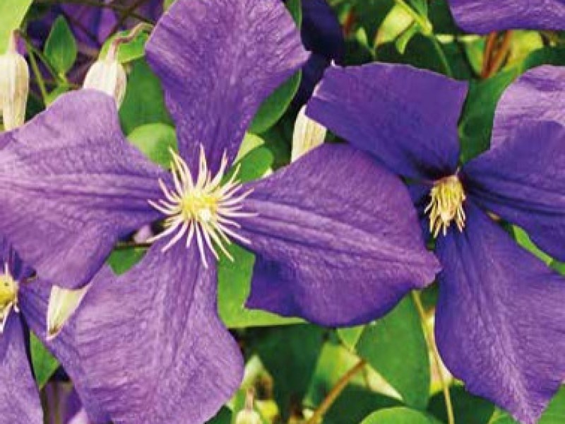 CLEMATIS POWOJNIK JACKMANII ~~ DŁUGO KWITNIE