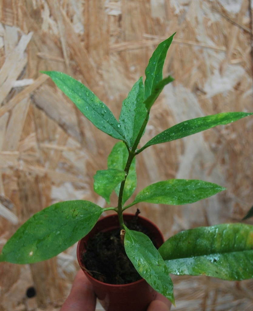 Hoja hoya multiflora ssp javanica rosnąca