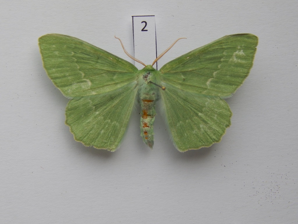 Miernik zieleniak (Geometra papilionaria)2