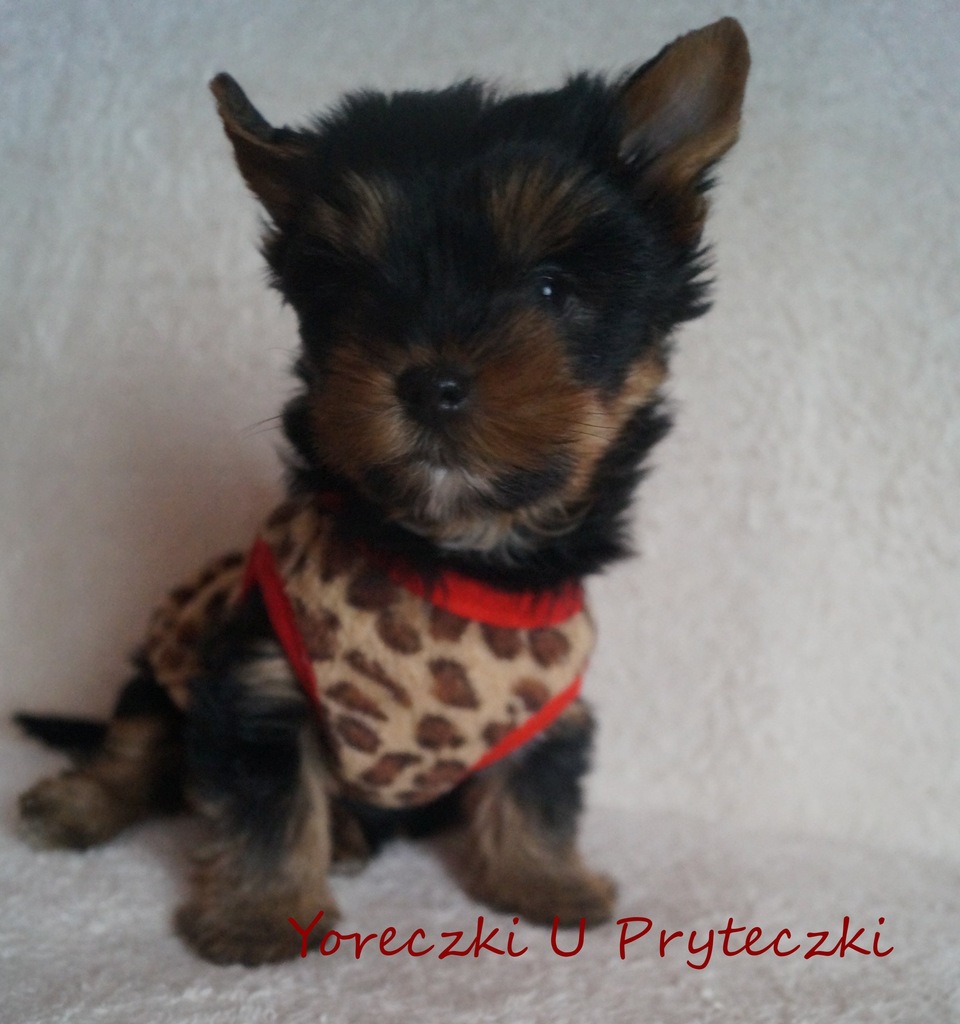 York Yorki Yoreczki Suczka ciemna Polecam
