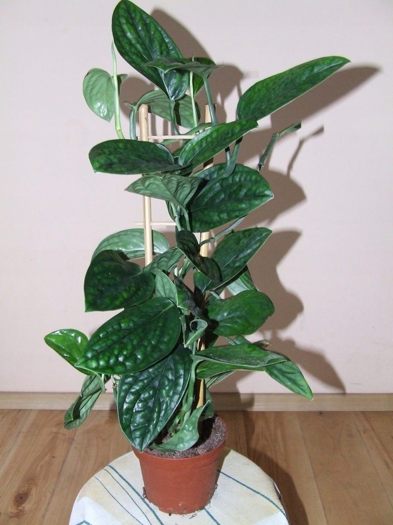 MONSTERA KARSTENIANA 55-60 cm RARYTAS!!!