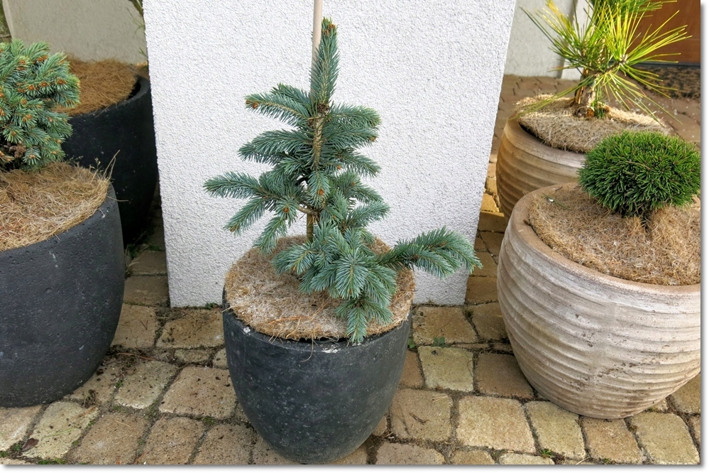 Picea engelmannii 'Glauca Hesse' - !!! !!! !!!