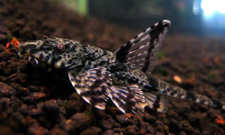 Zbrojnik kolumbijski Loricaria filamentosa