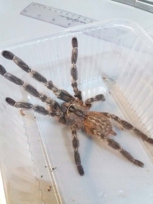 Dorosły samiec Poecilotheria regalis