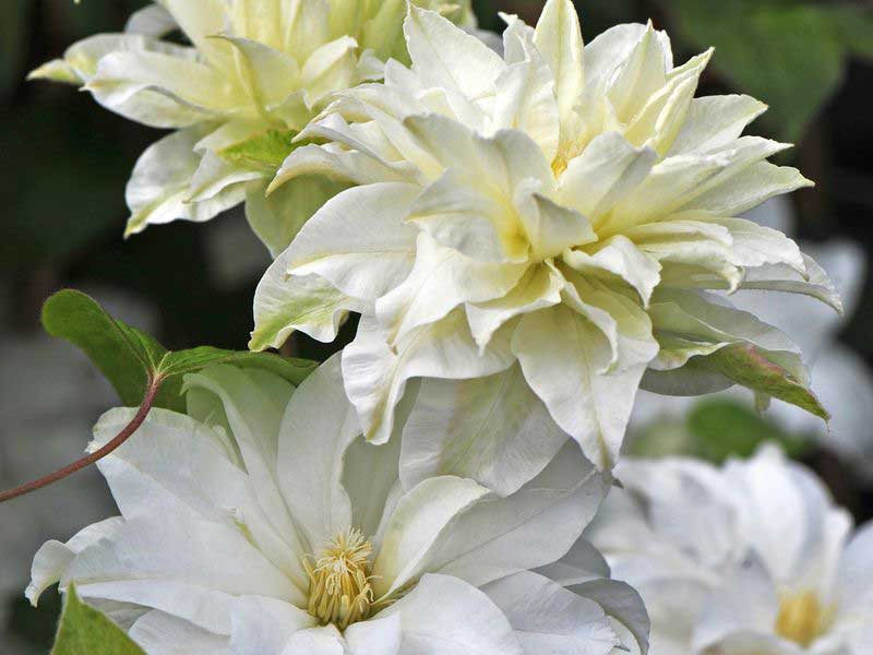 Clematis Powojnik Maria Skłodowska-Curie BIAŁY, C2