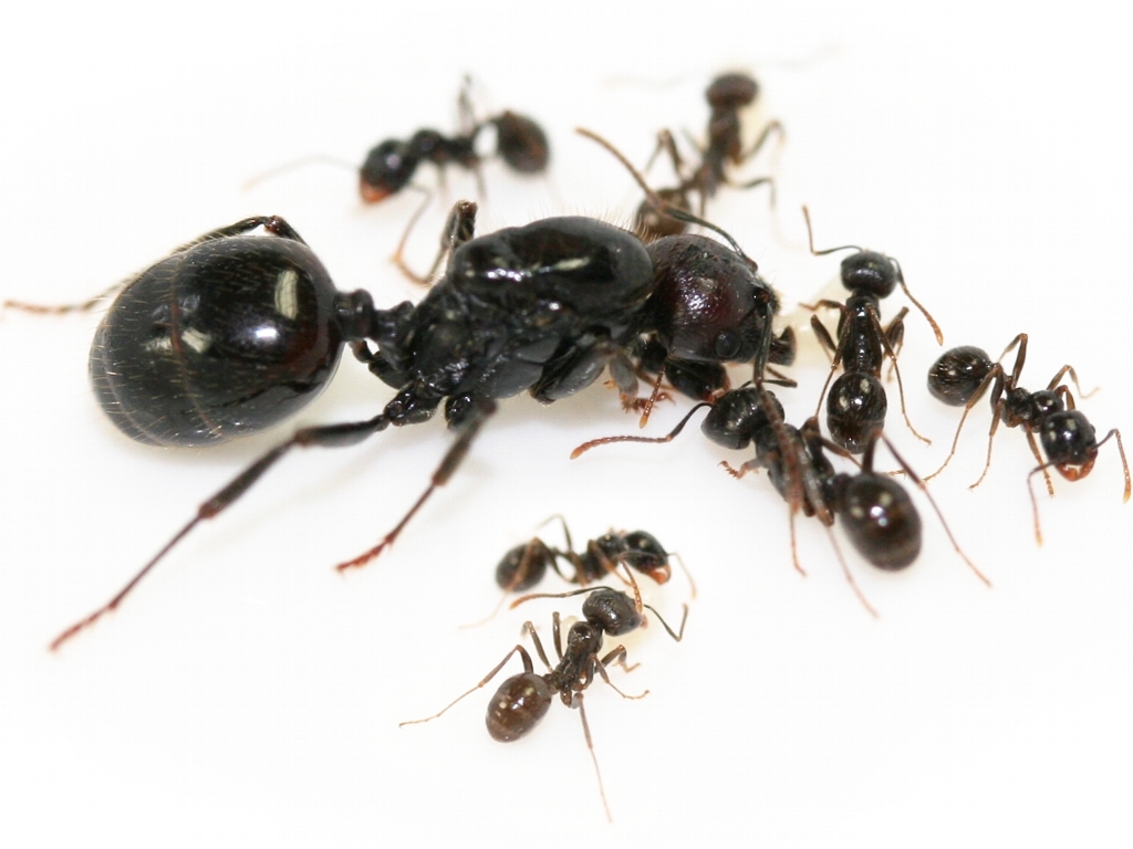 Mrówki Messor barbarus 2 - 4 robotnic+jaja+larwy