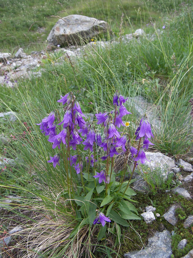 Dzwonek Campanula collina