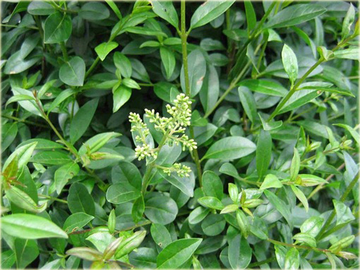 krzewy Ligustr Atrovirens Ligustrum vulgare Atro
