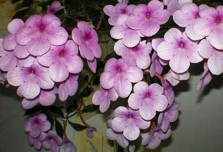 Achimenes PEACH BLOSSOM  - 1 kłącze cały w kwiatac