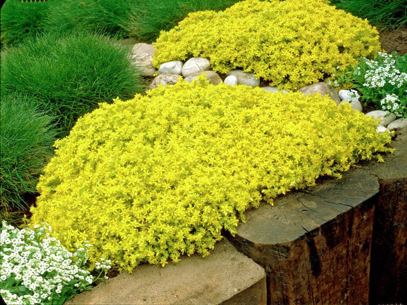 rozchodnik ostry sedum acre - Byliny Farm