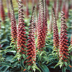 * Digitalis Parviflora'Milk Chocolate''Naparstnica