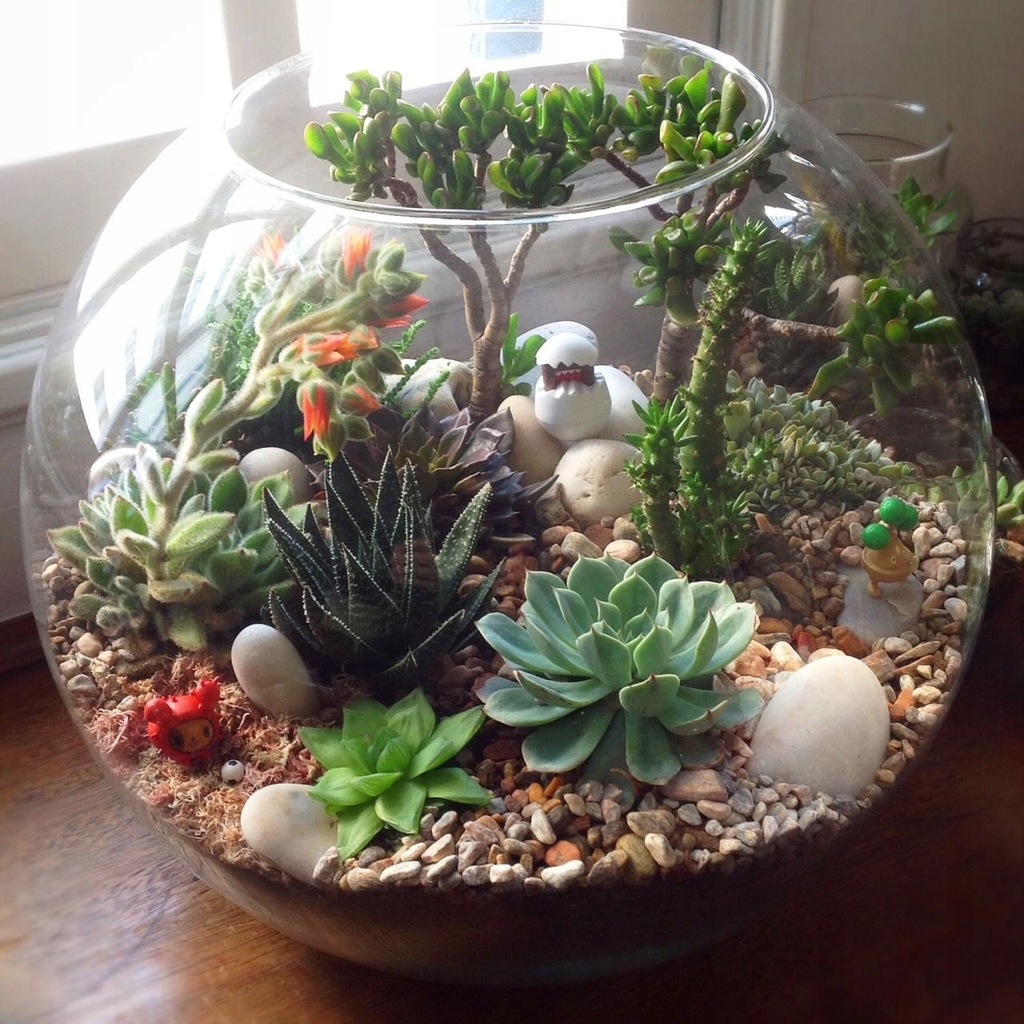 WAZON KULA LAS W SŁOIKU SUKULENTY MINI TERRARIUM