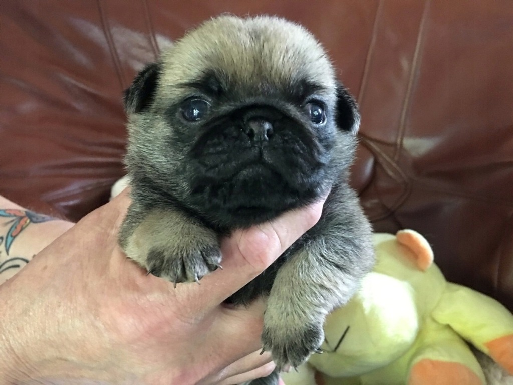 Mops Mopsy Po Champ. Znakomity Rod. FCI ZKwP Wawa 7494043610