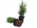 THUJA THUJA SMARAGD EMERALD НАБОР ИЗ 70 НАСТРОЕК P9