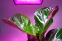 LED lampa MEiSSA GROW rastlín 468W 660nm 450nm 3:1 Typ osvetlenia RÁSŤ, PESTOVAŤ