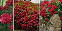 Гортензия садовая JULISA INTENSIVE RED