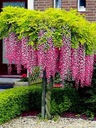 WISTERIA 'ROSEA' Najkrajšie popínavé rastliny na svete! Kód výrobcu 5904172841971