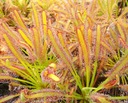 Росянка - Drosera Capensis типичная 50x!! Свежий!!