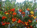 Клубничное дерево с плодами Arbutus Unedo.