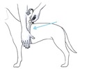 TRE PONTI postroj pre psa 1 nastaviteľný modrý Maximálny obvod hrudníka 45 cm