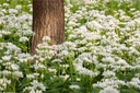 HIT MEDVEDÍ CESNAK (ALLIUM URSINUM) 20 SEMIEN Farba kvetu biela