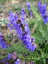 ZÁHRADNÝ YZOP (HYSSOPUSS OFFICINALIS) 200 SEMIEN Latinský názov hyssopus officinalis