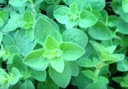 OREGANO – LEBEODKA (ORIGANUM VULGARE) 400 SEMIEN Druh rastliny oregano