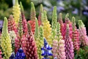 1000 semien LUPINUS POLYPHYLLUS RUSSEL 40 SEMIEN EAN (GTIN) 6942916534924