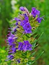 ZÁHRADNÝ YZOP (HYSSOPUSS OFFICINALIS) 200 SEMIEN Značka Toraf