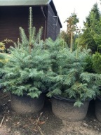 JODŁA KALIFORNIJSKA 'CONCOLOR' WYS. 90CM 65L FOTY