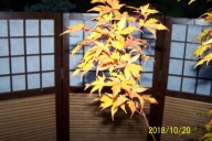 Klon japoński palmowy pienny kulisty duży inny