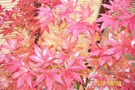 Klon czerwony RMF szczepiony japoński palmowy inny