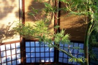 Klon pagoda szczepiony japoński przewieszony inny