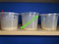 Gotowa hod. nicienie mikro żywy pokarm dla Rybek