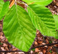 ZIELNIK Liście drzew i krzewów zestaw 20 gatunków.