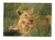 Pocztówka - Ucztująca lwica i jej krwawy łup / lwy