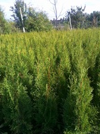 Tuja thuja szmaragd Smaragd do -90cm W DONICY