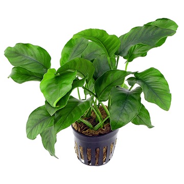 Anubias Barteri XL KOSZYK Białystok saxon4