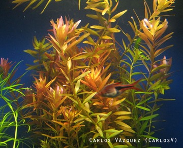 Rotala rotundifolia Red Breeding Białystok saxon4