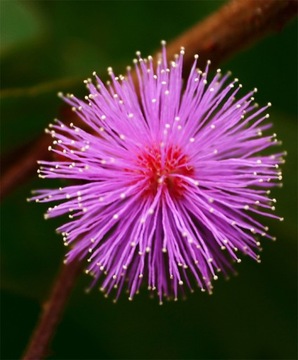 SHOCK DANCING FLOWER - Семена Mimosa PINK FLOWERS