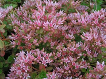 SEDUM - SEDUM КАВКАЗСКИЙ - розовый