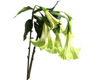 DATURA GREEN ДВОЙНАЯ БОЛЬШАЯ ЧАШКА 100см