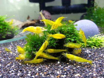 Креветка Heteropoda Yellow/NOEN LINE LEMON