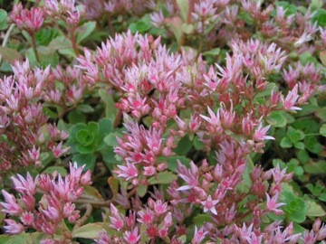 SEDUM - SEDUM КАВКАЗСКИЙ - розовый