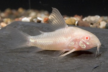 Панцирная рыба-альбинос Corydoras