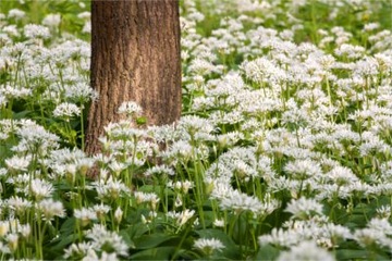 ХИТ ДИКИЙ ЧЕСНОК (ALLIUM URSINUM) 20 СЕМЯН