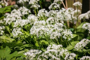 ХИТ ДИКИЙ ЧЕСНОК (ALLIUM URSINUM) 20 СЕМЯН