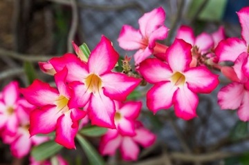 РОЗА ПУСТЫНИ ADENIUM OBESUM 3 СЕМЯ